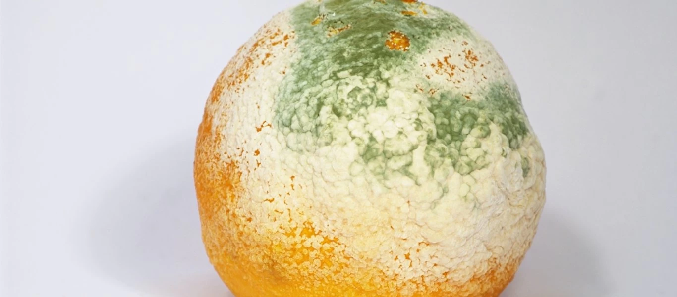 Ποιες τροφές πρέπει να πετάμε αν πιάσουν μούχλα;